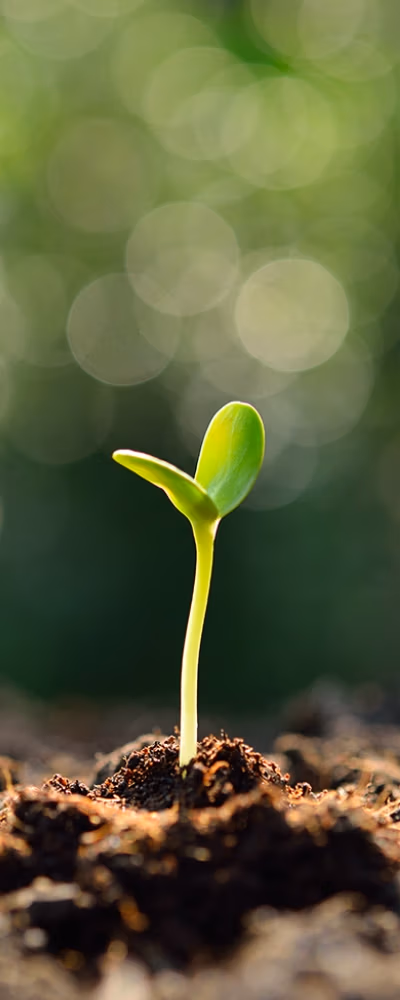 sustainability-consulting-services-gauteng