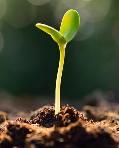 sustainability-consulting-services-gauteng